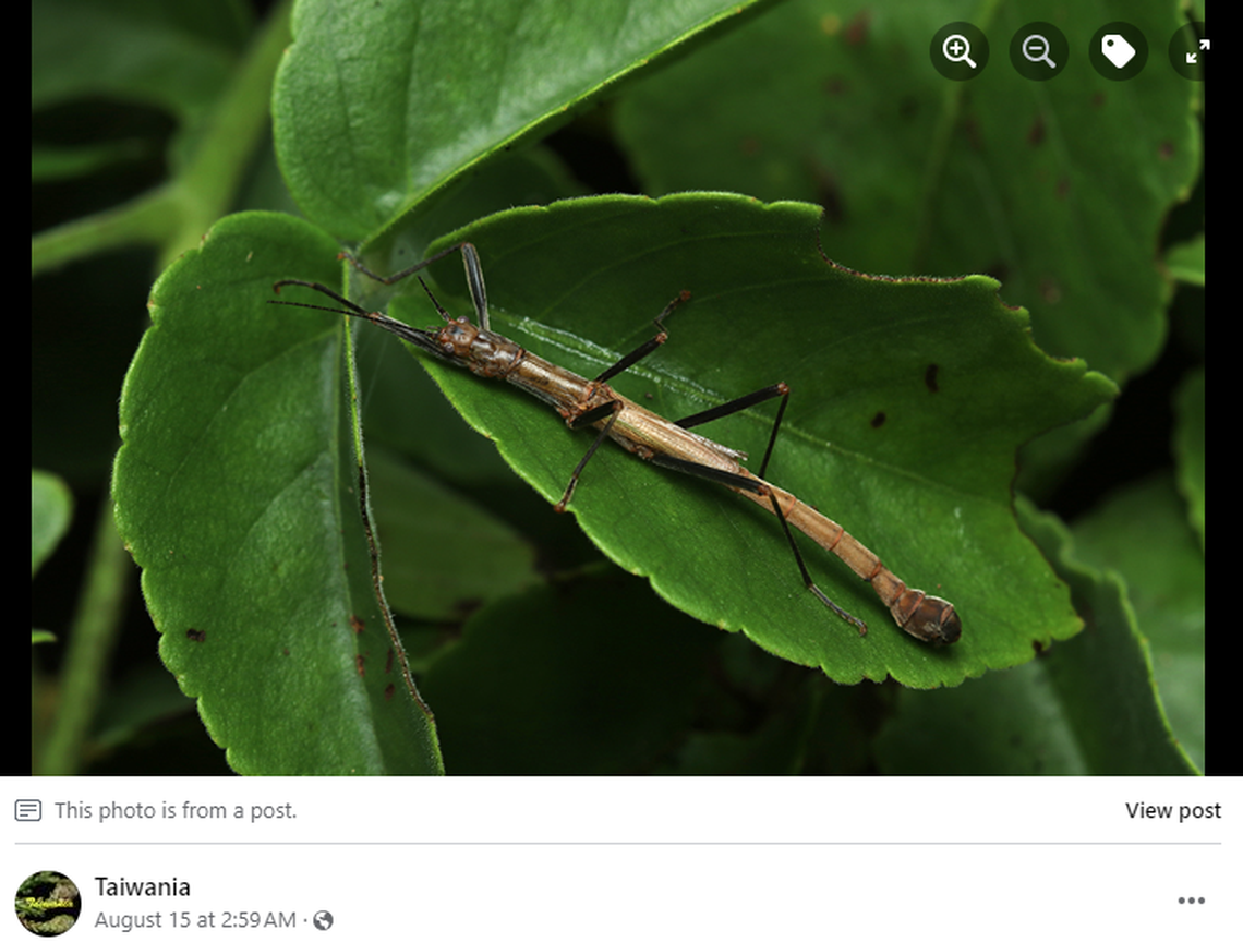 The new species is an orange-brown color with black legs.