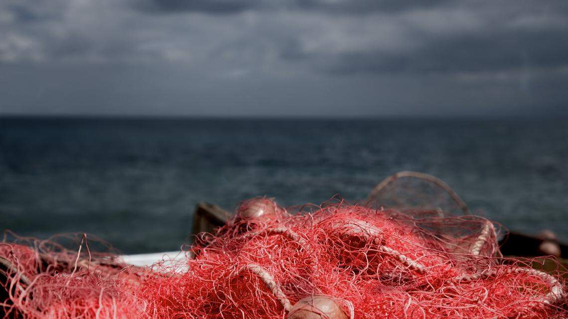 A new species of snake-eel was discovered off the coast of India.