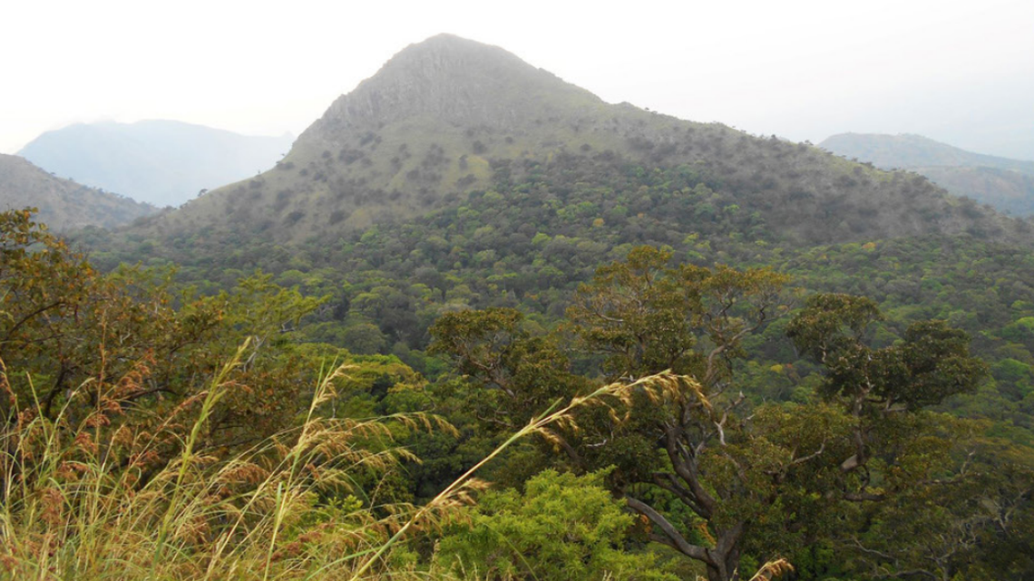 Scientists searching the Western Ghats found a nocturnal, rock-dwelling animal and discovered a new species, the study said.