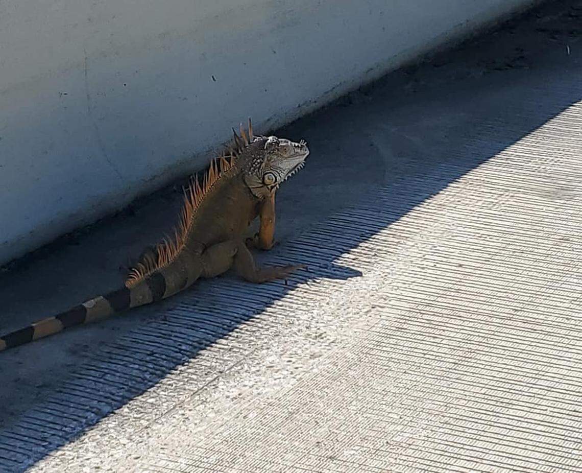 A large iguana was seen running around an I-95 ramp in Boca Raton.