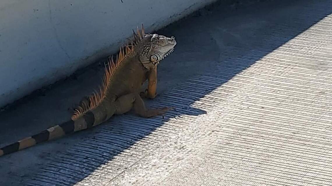 3 men were caught on camera chasing a large iguana along I-95. Here’s why