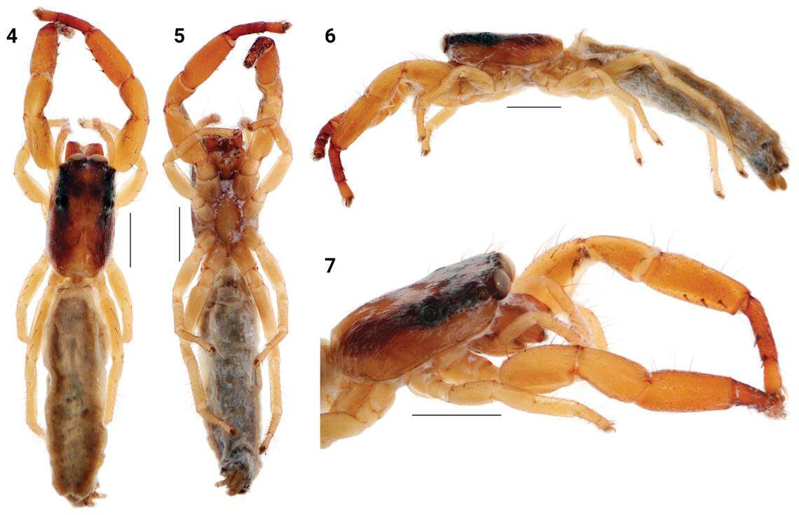 The tiny creature has a brown body and yellow legs.