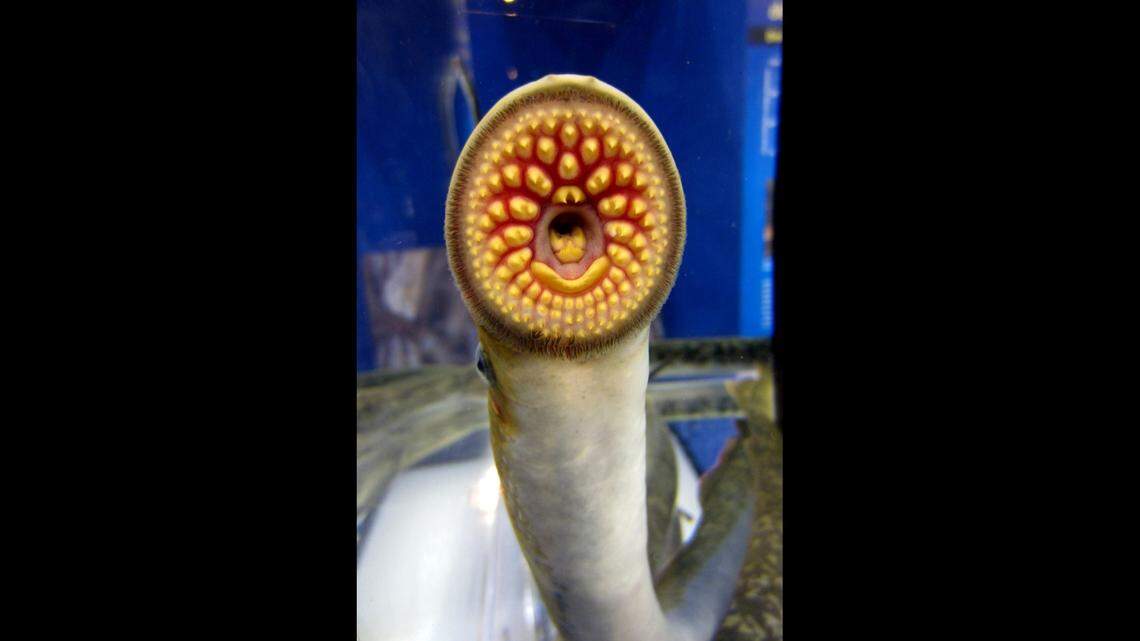 Sea lampreys are native to the East Coast of North America and they feed by attaching their mouth to passing sea life.