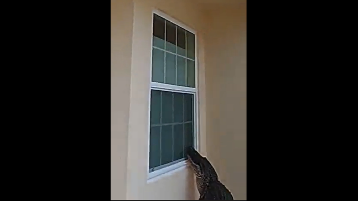 Body cam video shows the alligator was peeping in windows around 7 a.m. Friday, May 9.