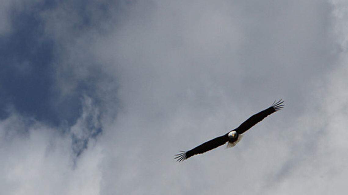 A developer caused outrage among residents and city officials in Auburn, Alabama, after chopping down a tree housing a bald eagle nest, officials said.
