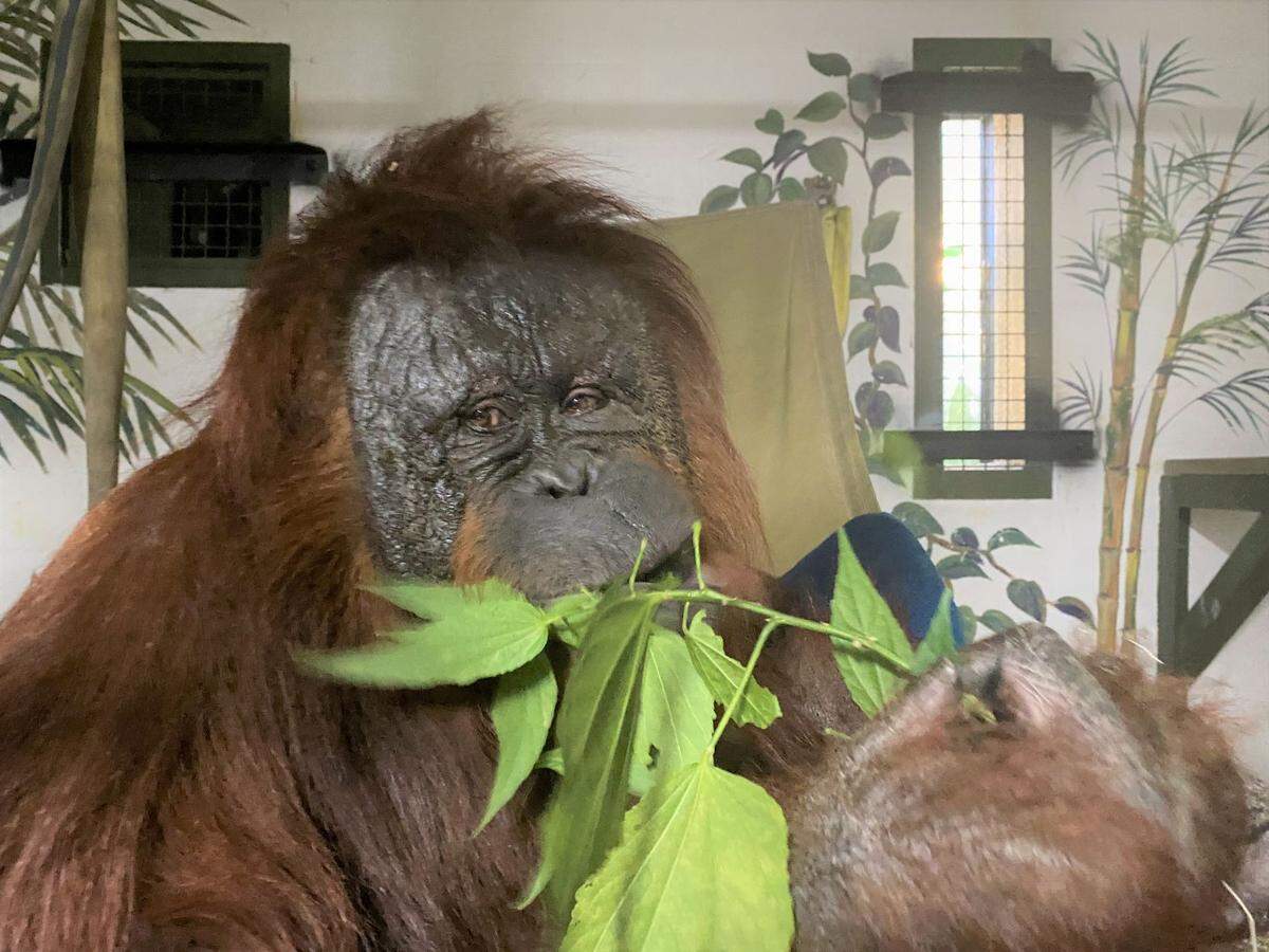 Connie snacks before bedtime at the Center for Great Apes in Central Florida.