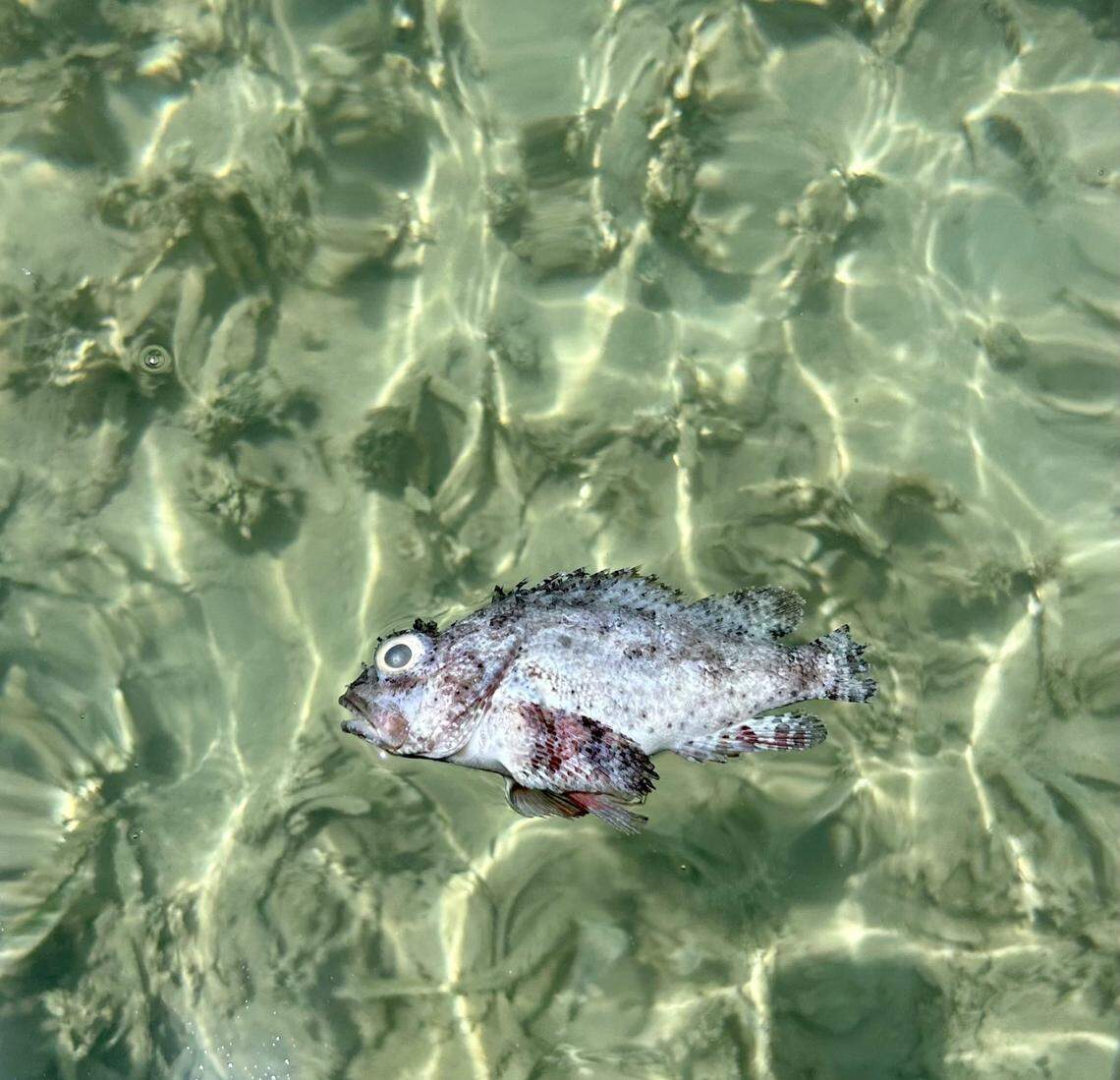Amid the oppressive ocean heatwave, vulnerable species of fish have begun to die across the Florida Keys.