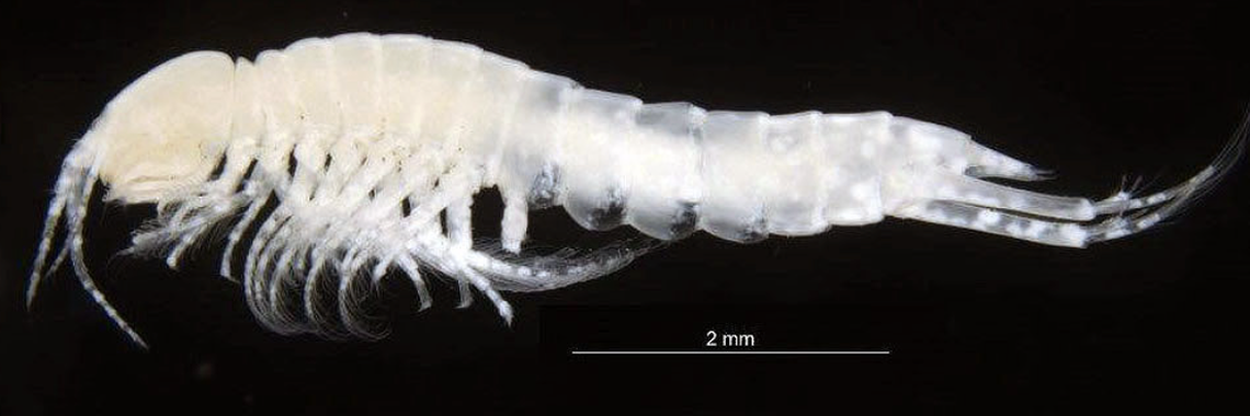 The new species has as many as 11 claws, compared with the seven carried by other known species.