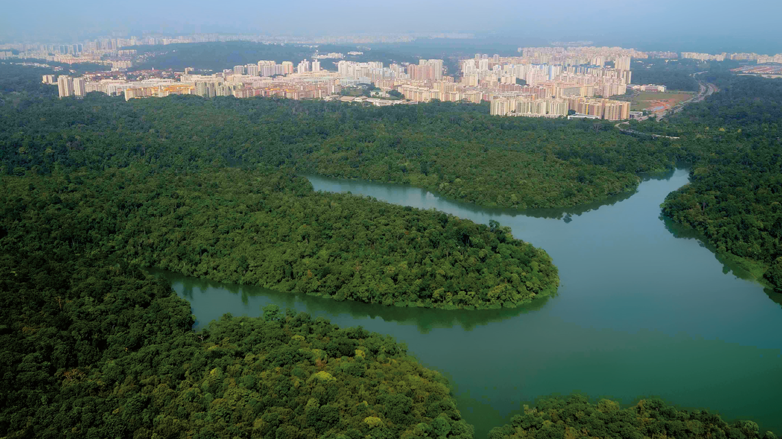 Researchers found an “elusive” species at Nee Soon Swamp Forest, the first such sighting of the animal in Singapore, a study says.