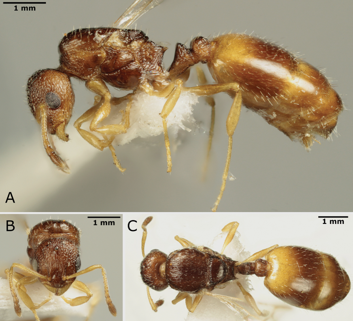 The queen has an enlarged abdomen and color banding.