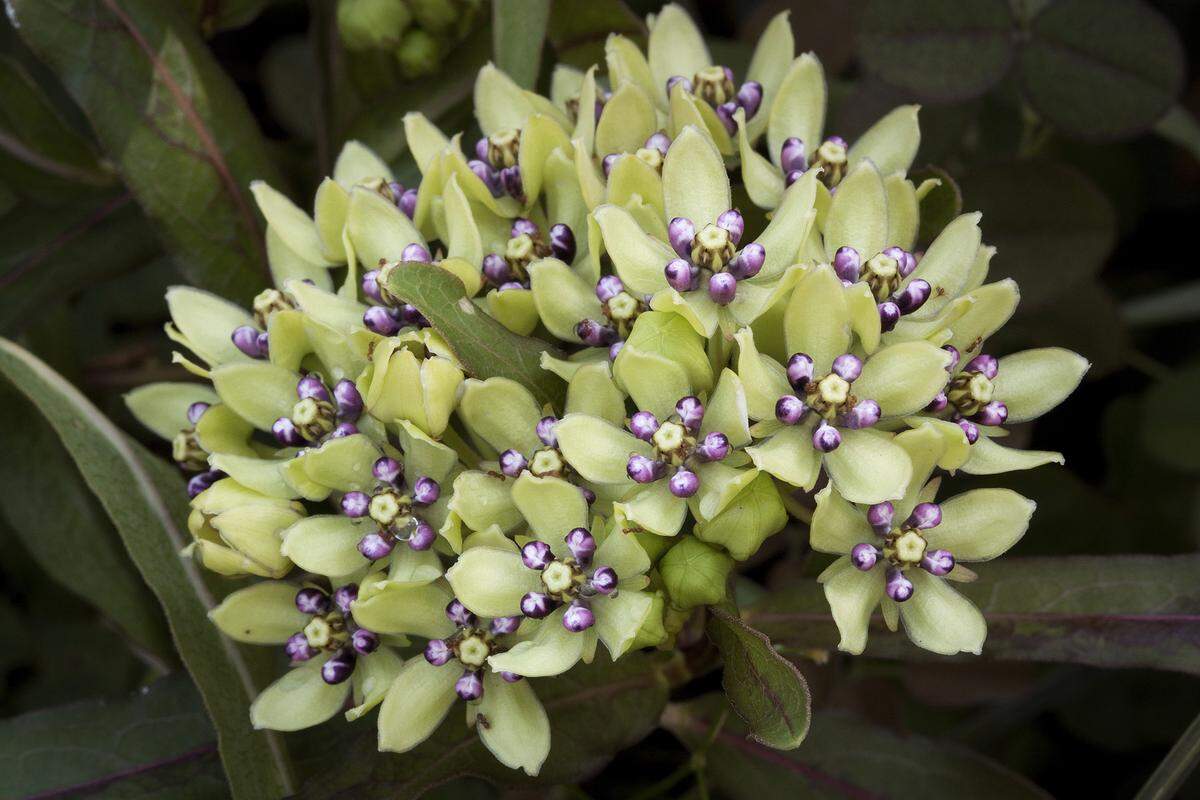 Green antelopehorn, a milkweed, grows freely in Kansas.