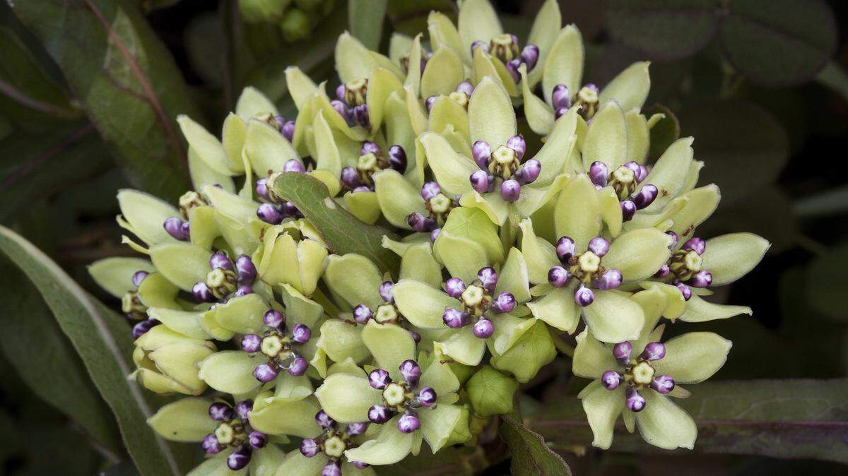 Green antelopehorn, an unusual and quite pretty native milkweed.