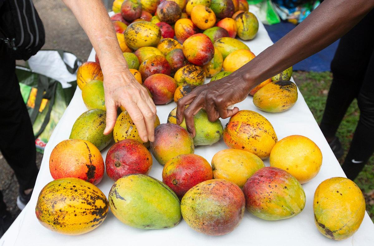 Mangoes at the Legion Park Farmers Market in Miami.