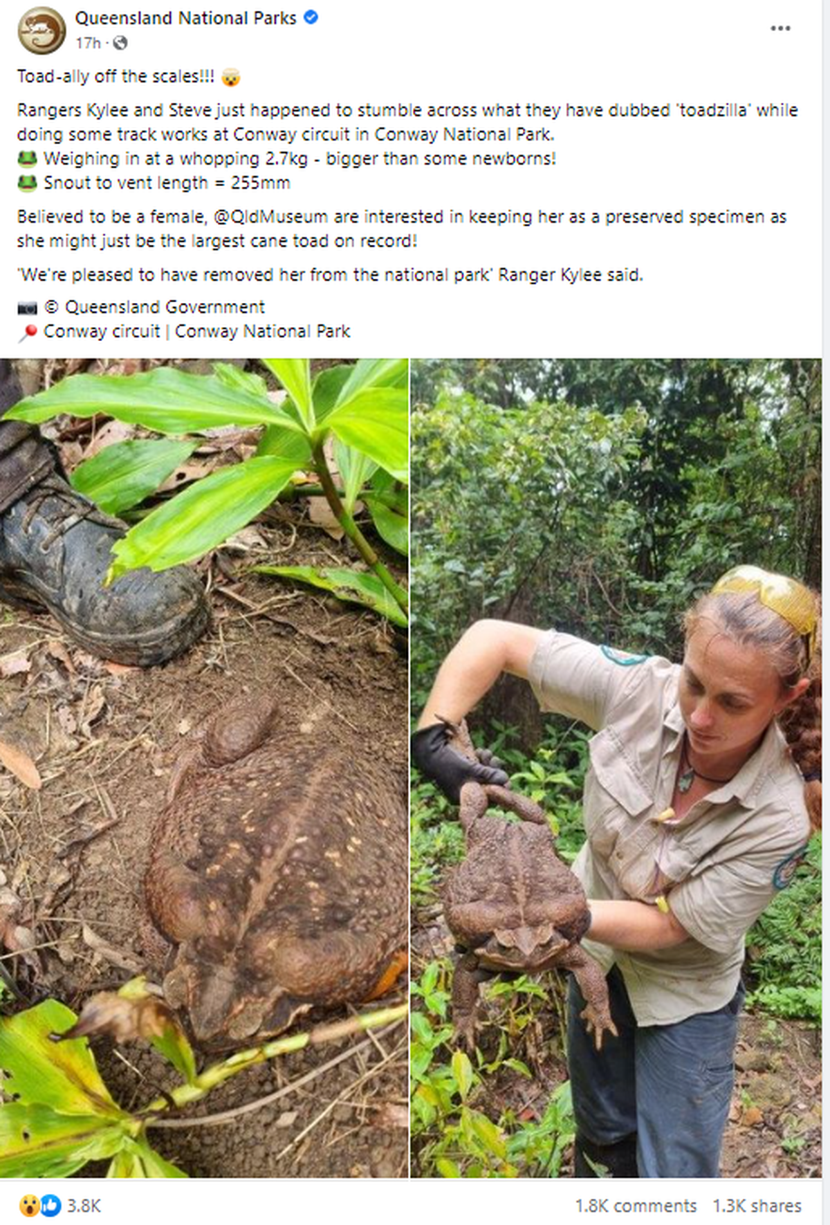 A giant cane toad dubbed, ‘Toadzilla,’ was found in Australia. The discovery was posted to Facebook on Thursday, Jan. 19, 2023.