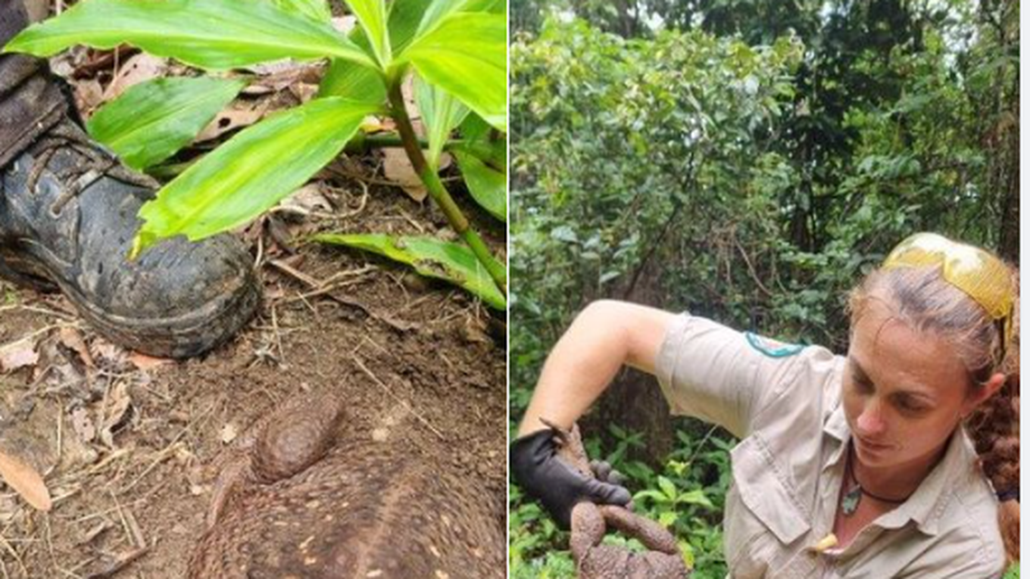 This cane toad is called ‘Toadzilla’ for its size. See where it was discovered