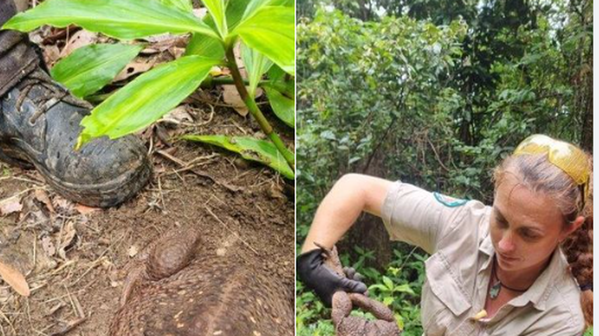 A giant cane toad dubbed, ‘Toadzilla,’ was found in Australia. The discovery was posted to Facebook on Thursday, Jan. 19, 2023.