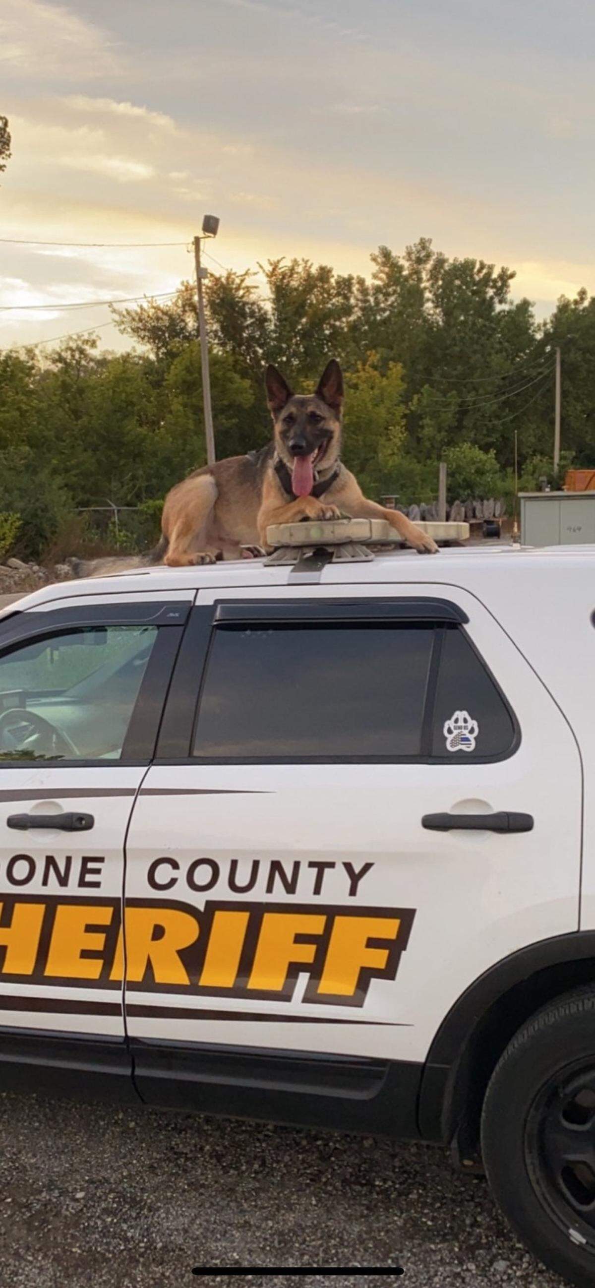 K9 Loki died after an accused drunk limo driver crashed into a stopped police car Sunday, Illinois police say.