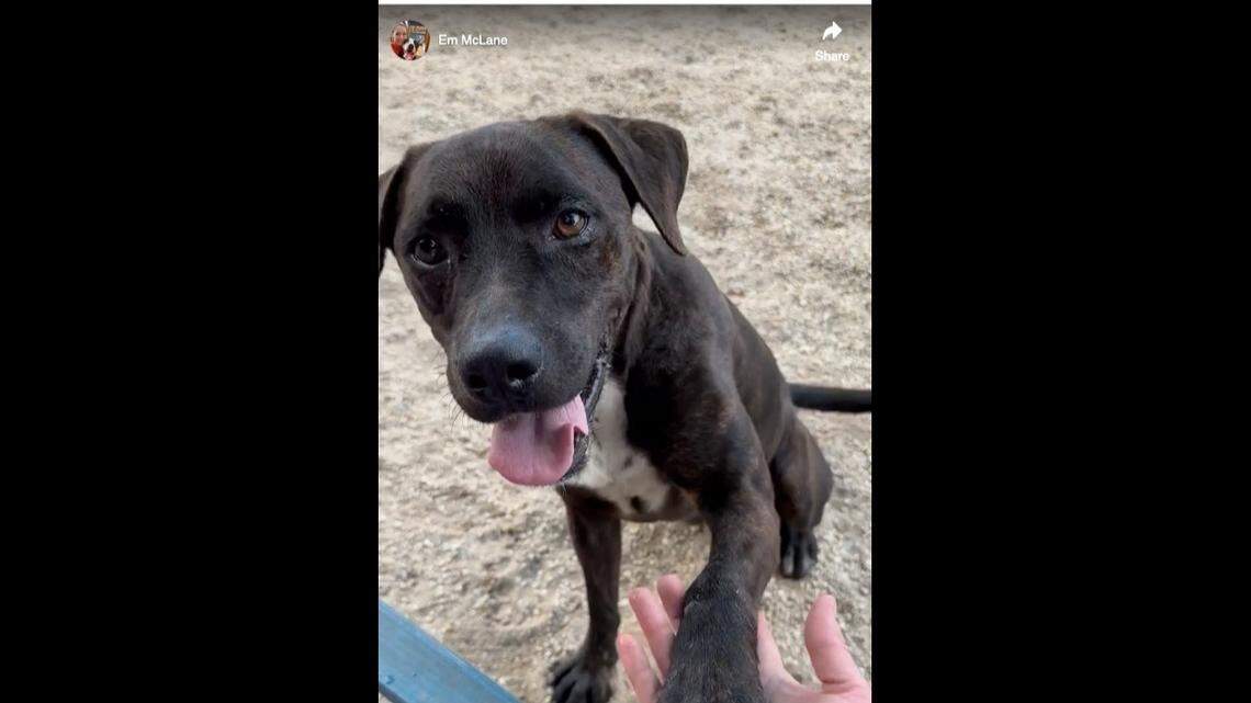 “He is a 100% certified Good Boy and will shake for treats – paw and tail included,” the shelter wrote on Facebook about Gibson.