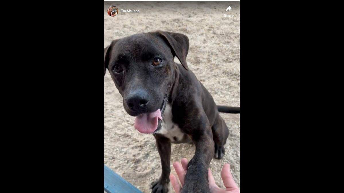 “He is a 100% certified Good Boy and will shake for treats – paw and tail included,” the shelter wrote on Facebook about Gibson.