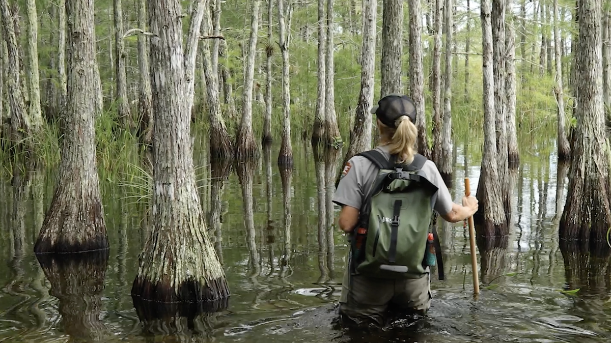 The fifth episode of “The Everglades info series” offers a private look of the Big Cypress National Preserve with outreach coordinator Lisa Andrews.