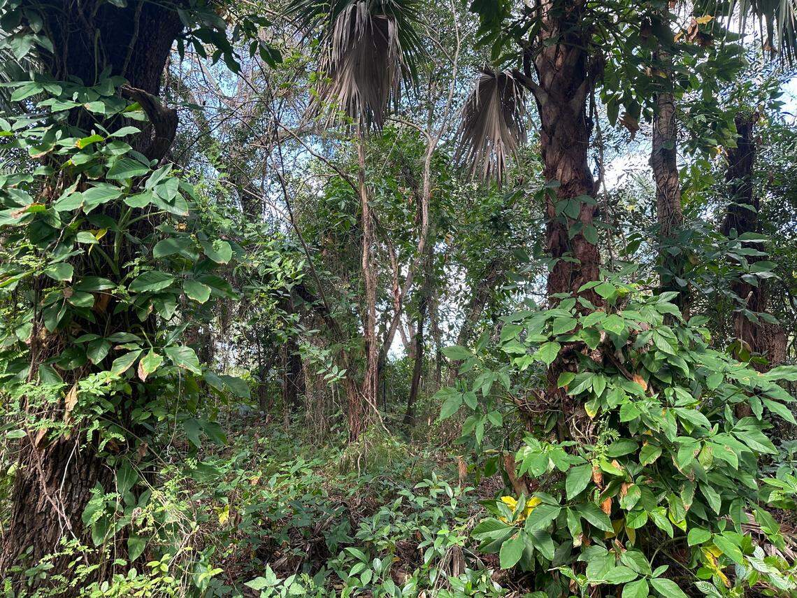 Arrowhead plants climb up a palm tree at Enchanted Forrest Park.