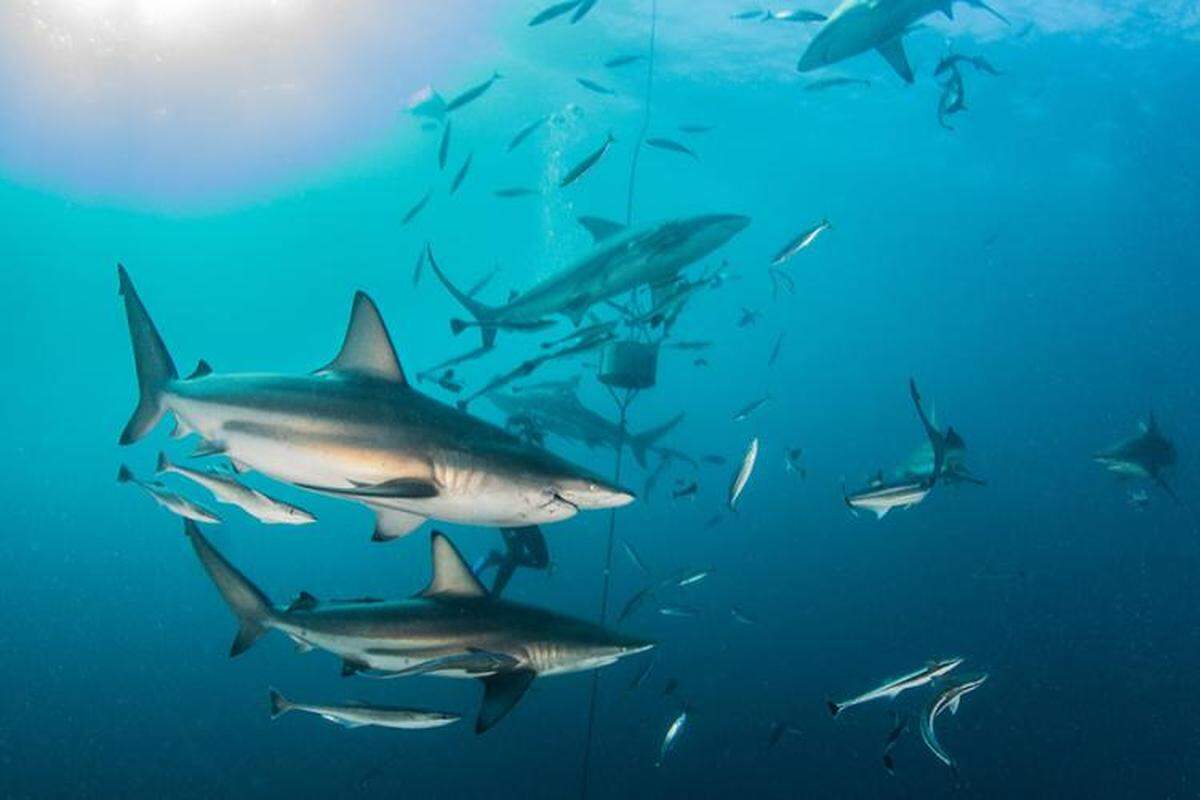 Atlantic blacktip shark are linked to multiple attacks on swimmers off beaches, experts say.