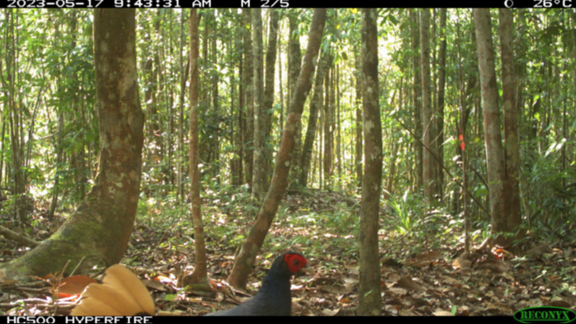 The camera didn’t capture the bird’s full body, but enough was seen to identify the species, researchers said.