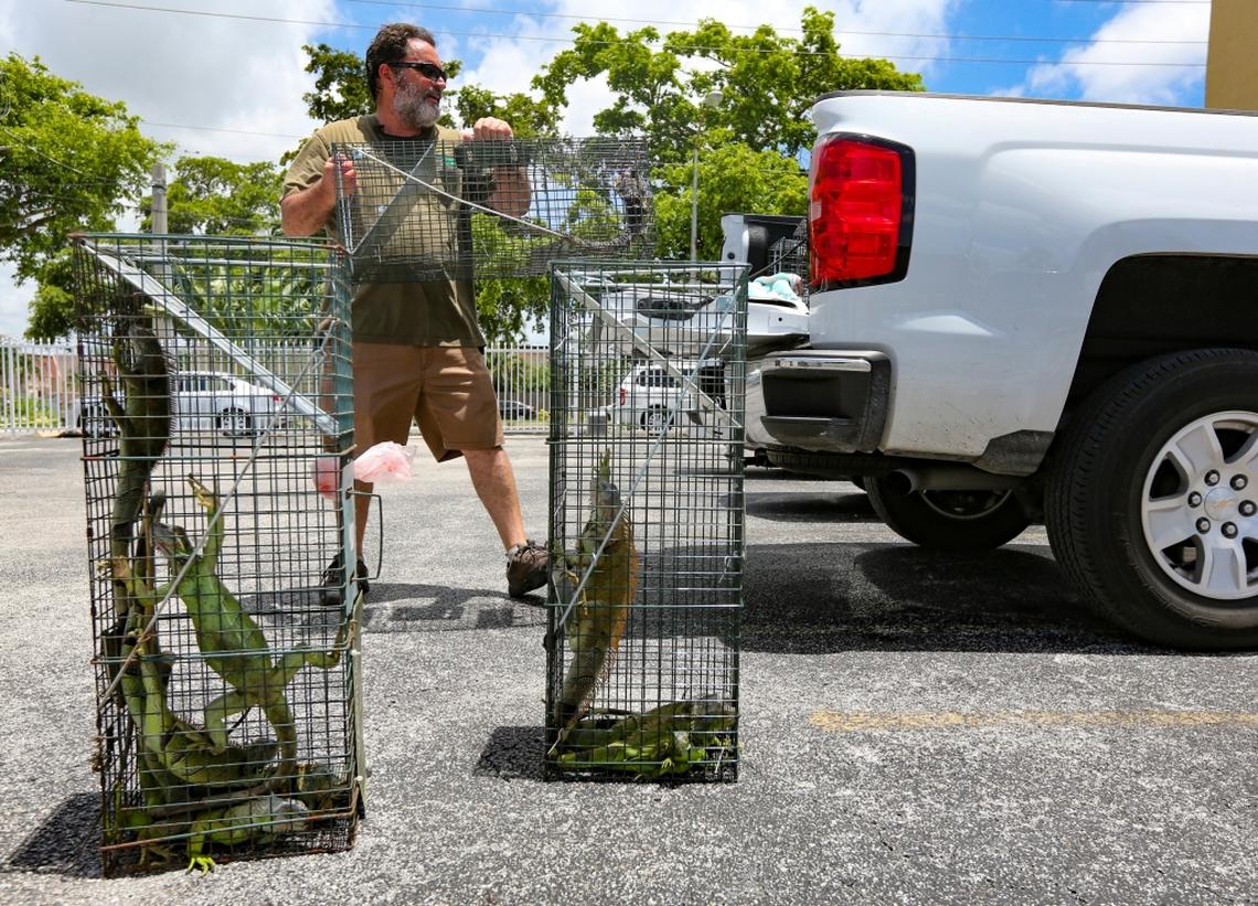 Trapper Brian Wood prepares to transport iguanas caught outside of Keystone Towers condo complex in North Miami on Tuesday, June 26, 2018.