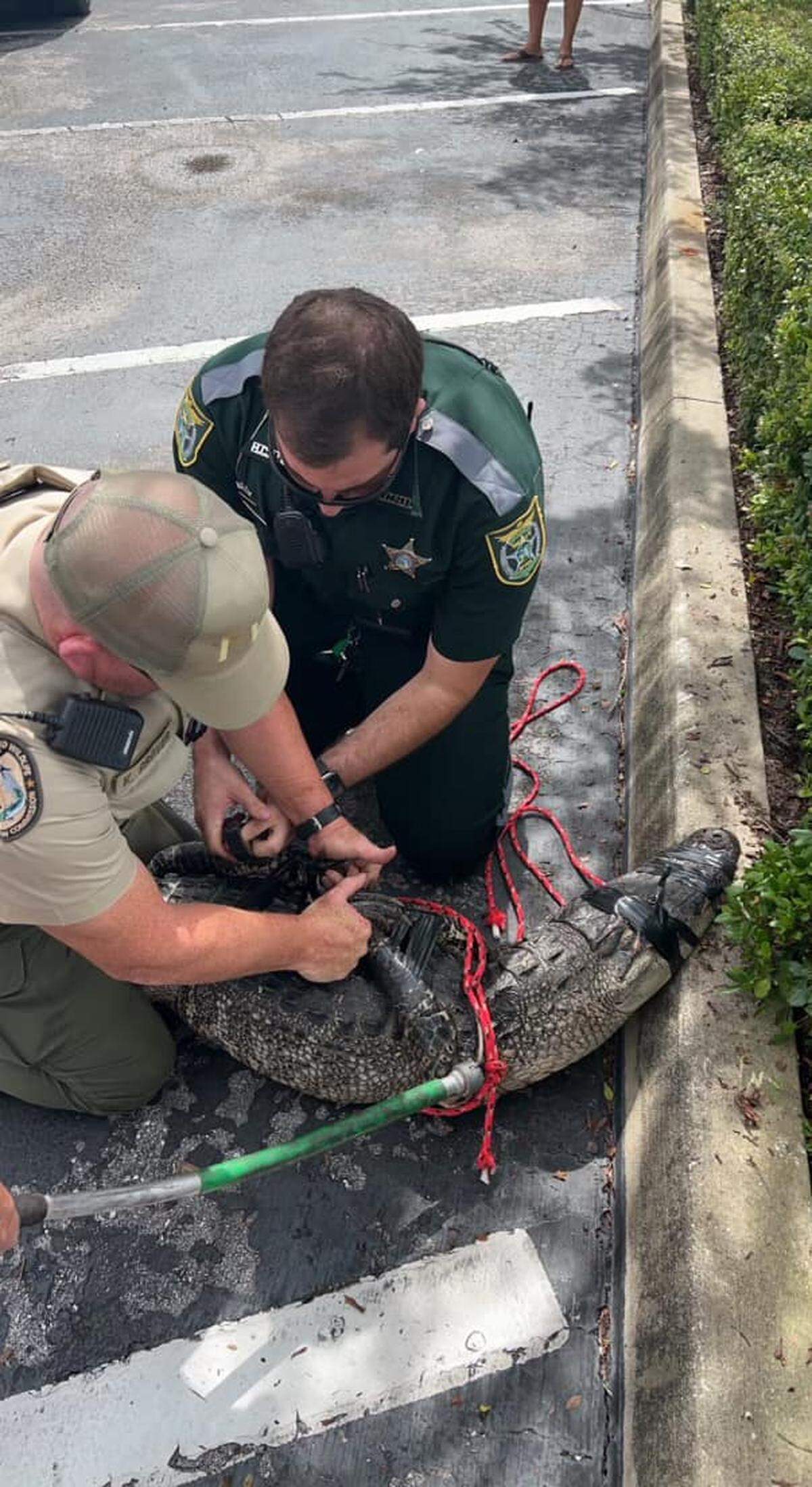 Deputies with Hernando County Sheriff’s Office and trappers sent by Florida Fish and Wildlife Conservation Commission captured a gator “loitering” in the parking lot of a Wendy’s on Commercial Way in Spring Hill, Florida, on Aug. 31, 2022.