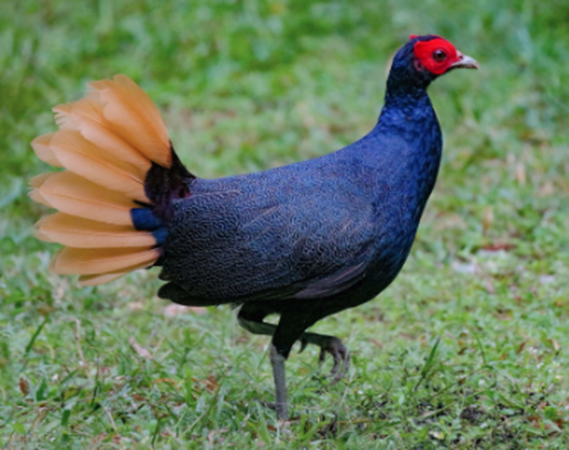 The Malay Crestless Fireback is a rare species of pheasant with colorful plumage.