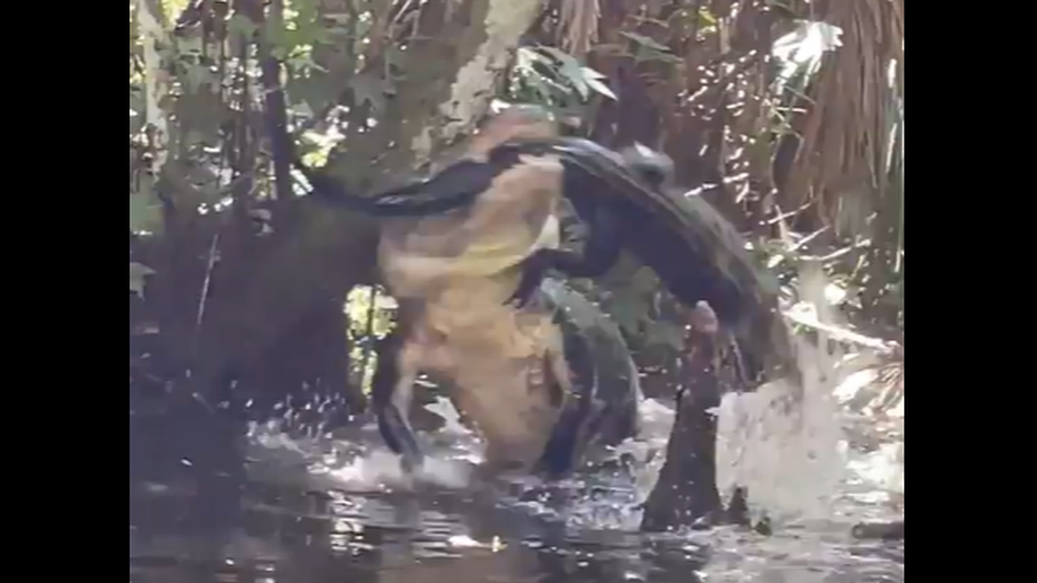 A suspicious splashing sound at Florida’s Silver Springs State Park led a woman on a paddle board to discover a very large alligator in the process of cannibalizing one of its own.