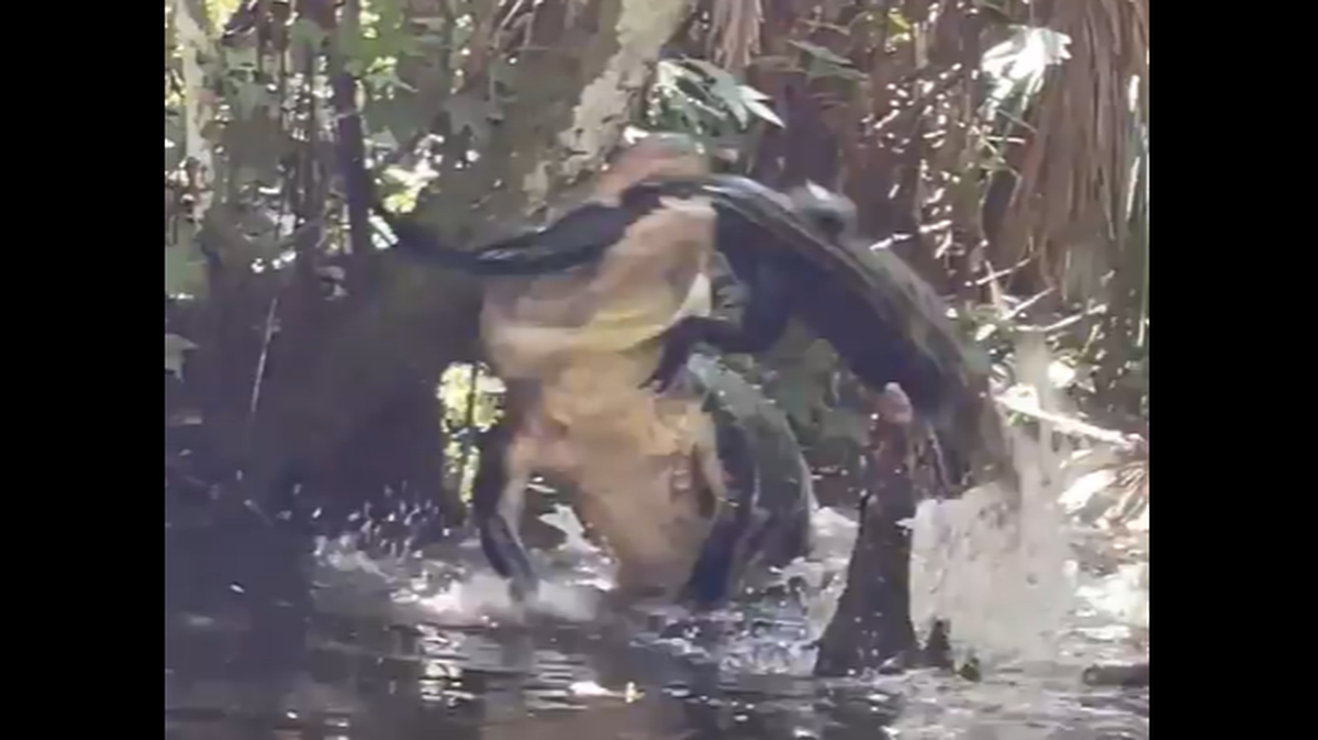 A suspicious splashing sound at Florida’s Silver Springs State Park led a woman on a paddle board to discover a very large alligator in the process of cannibalizing one of its own.