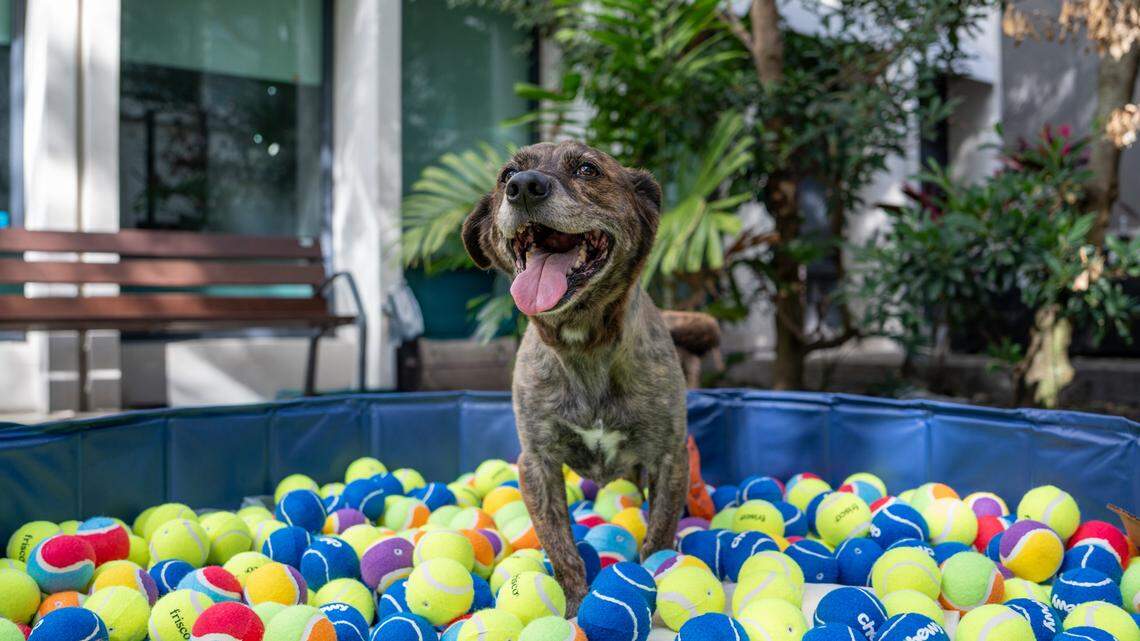 Miami Open isn’t the only tennis event in town. This one’s for the dogs