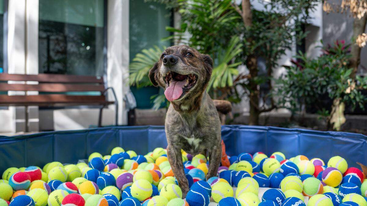 Chewy Bark Park in Coral Gables hosts a three-hour Tennis Ball Drop on Saturday, March 21, 2026, where dogs can play, run and dive in a giant ball pit filled with tennis balls.