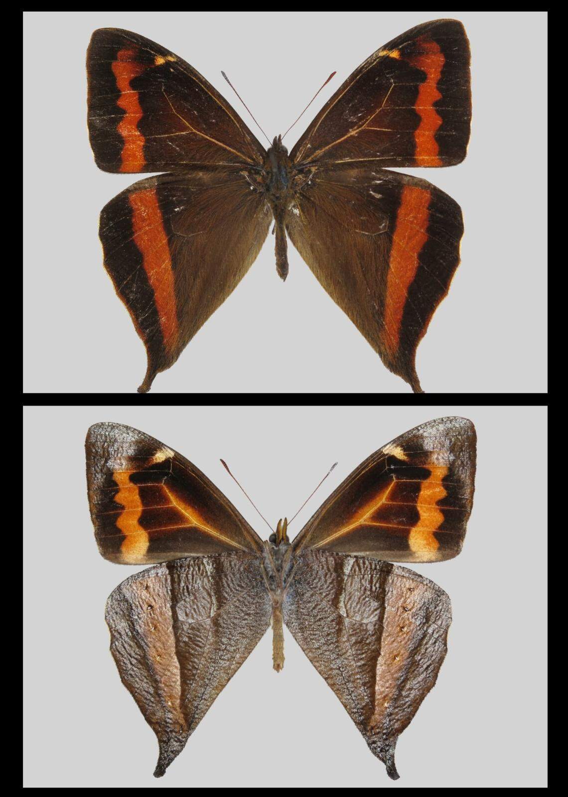 The species is identified by wide, crimson colored bands on the inner wings.