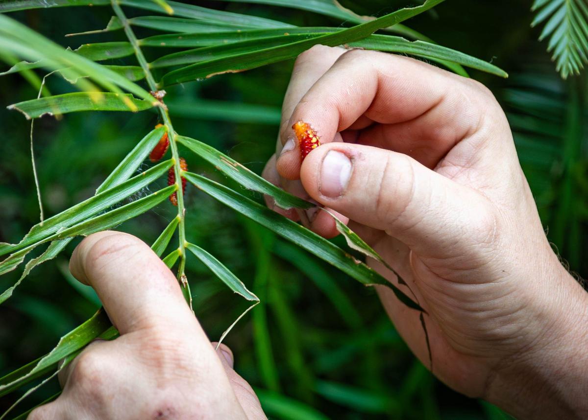 Environmentalist Zac Cosner adopts atala caterpillars at Montgomery Botanical Center on Wednesday, June 26, 2024 in Coral Gables, Fla. The botanical center, which serves as a research and conservation facility, wants people to adopt atala caterpillars to prevent further damage to their plants.