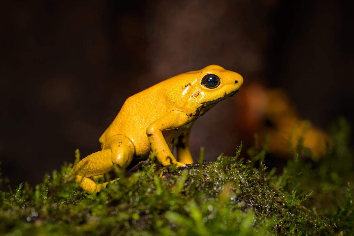 The golden poison frog is a species unique to Colombia.