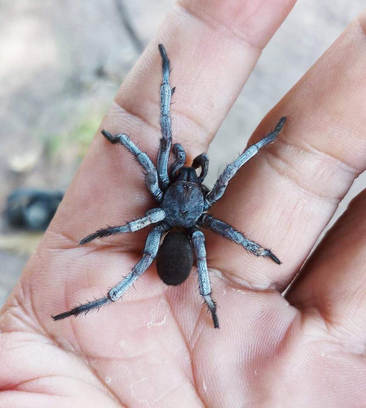 Males of the new species are dark with white coloring.