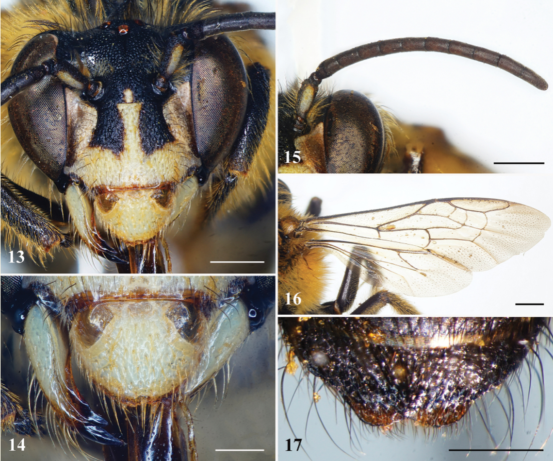 The bee was described as “beautiful” and deceitful.