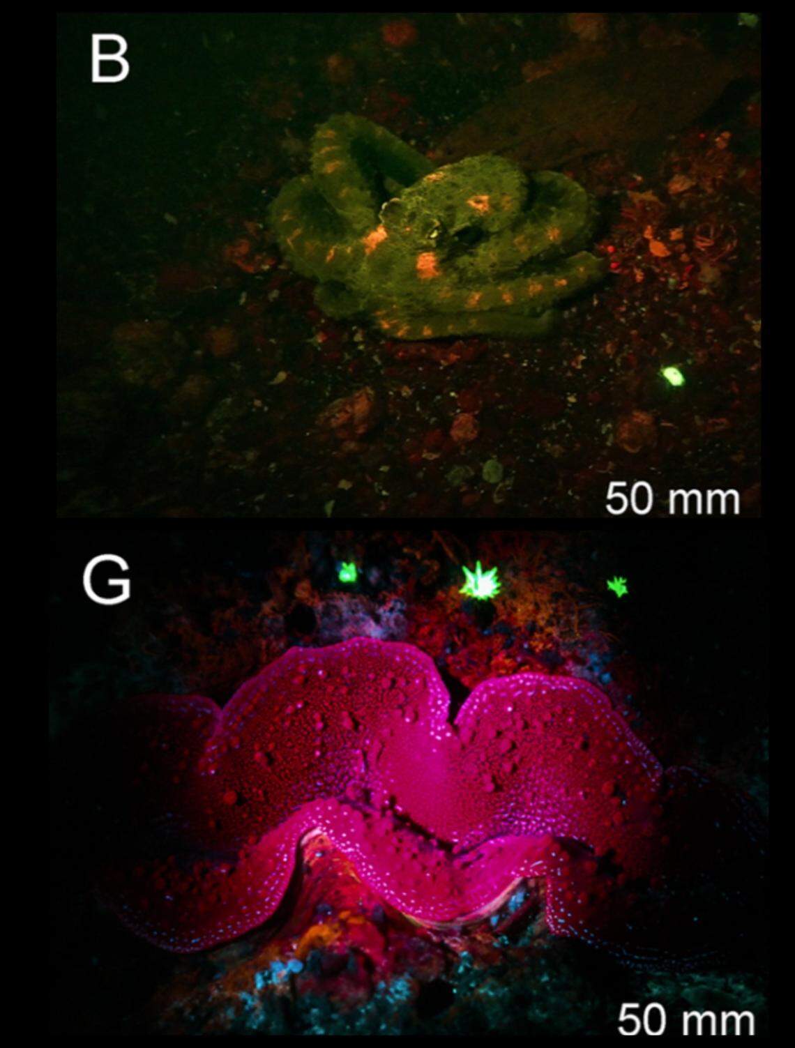 An octopus has spots of neon orange and a giant clam glowed bright red under the specialized light.