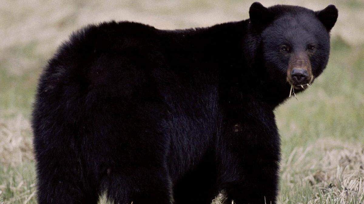 A black bear (not the one pictured) was found in a New Hampshire home Monday, July 18.