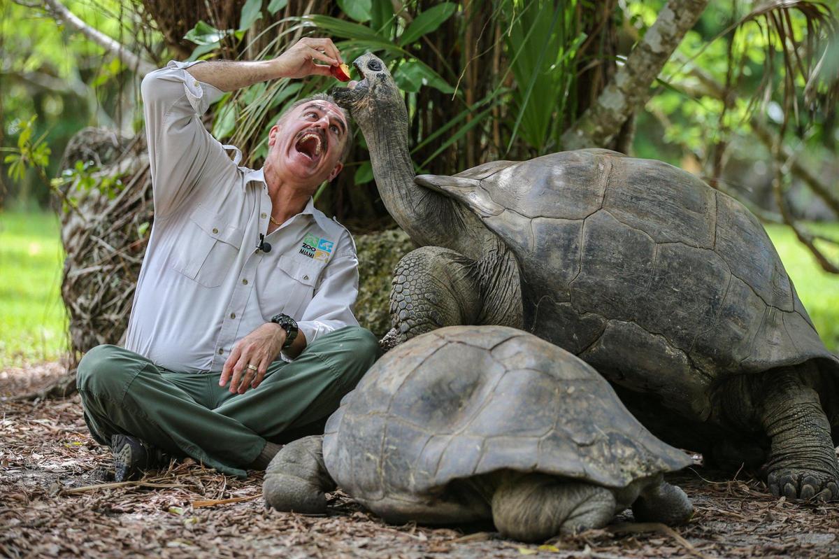 Zoo Miami’s Ron Magill offers a slice of apple to Goliath, the Galapagos tortoise at the zoo.