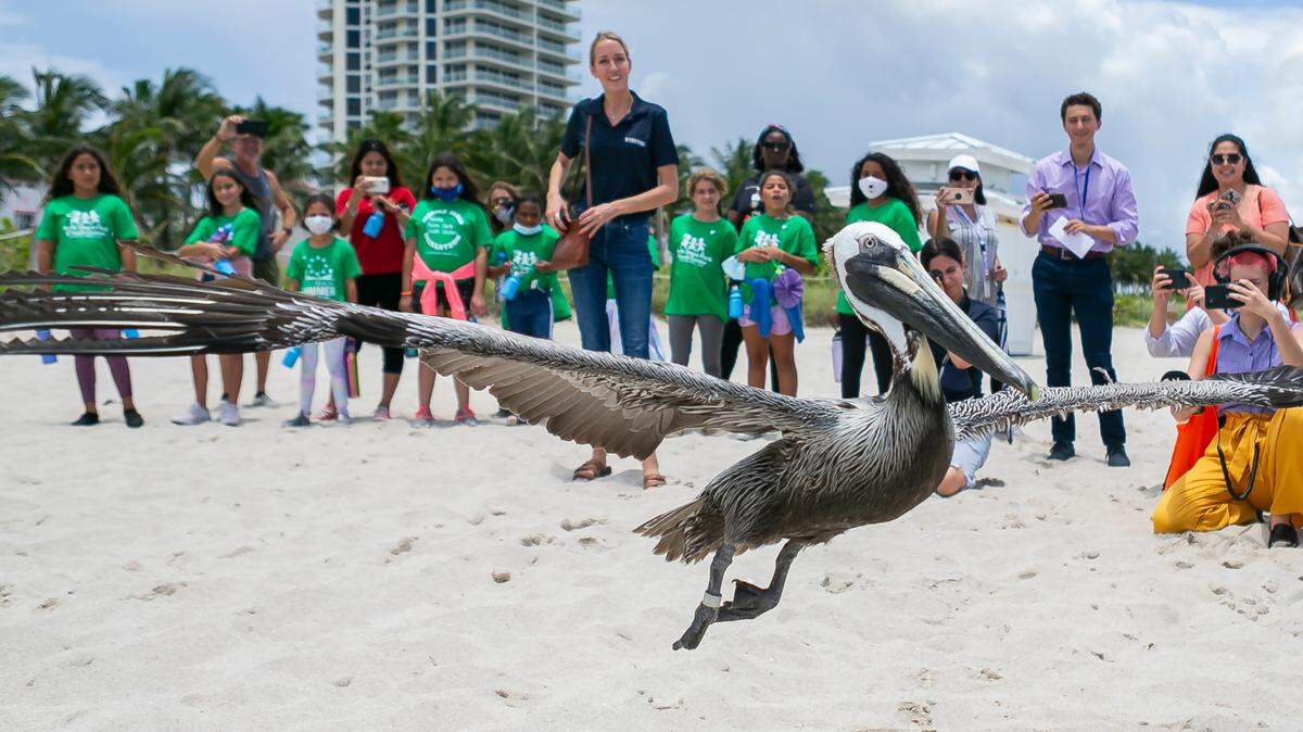 A rehabilitated brown pelican is released by the Pelican Harbor Seabird Station in Miami Beach, Florida on Tuesday, June 22, 2021. Miami Beach Mayor Dan Gelber and children from the North Shore Youth Center helped the seabird station release two rehabilitated brown pelicans into the wild Tuesday.