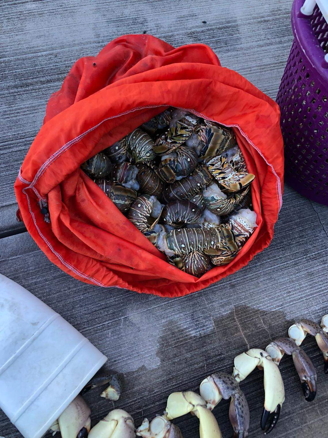 A marine patrol officer at Biscayne National Park found this bag of illegally poached lobster tails stashed in an anchor locker aboard the fishing boat Silvita last summer.