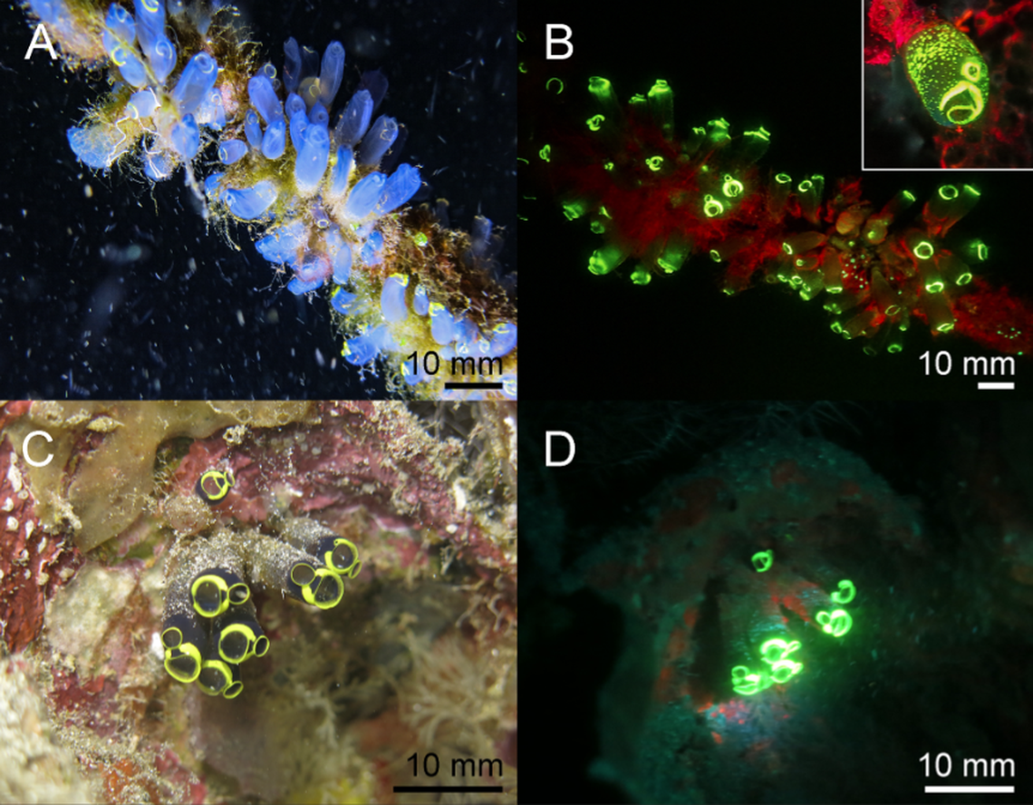 Levels of fluorescent differ among species and scientists are still trying to unravel how the coloration is beneficial in evolution.