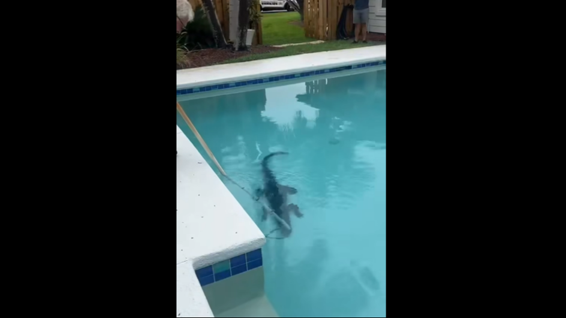 This 7-foot alligator managed to get into a backyard pool, despite the yard being fenced in, Florida deputies say.