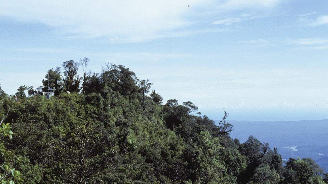 Researchers discovered a new species of golden skink atop an isolated mountain in Papua New Guinea, according to a new study.
