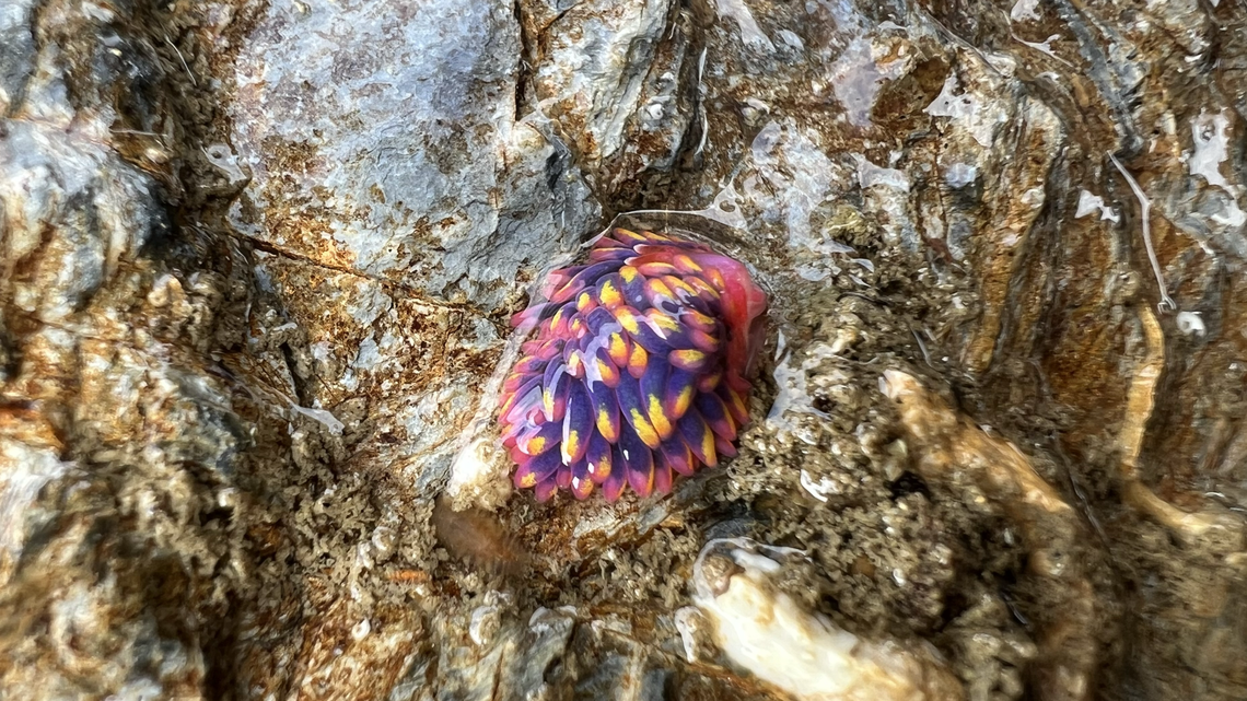 Woman searching rocky tidal pools on the Cornwall coast spotted the “colorful blob” of a rainbow sea slug, a rare animal sighting, photos show.