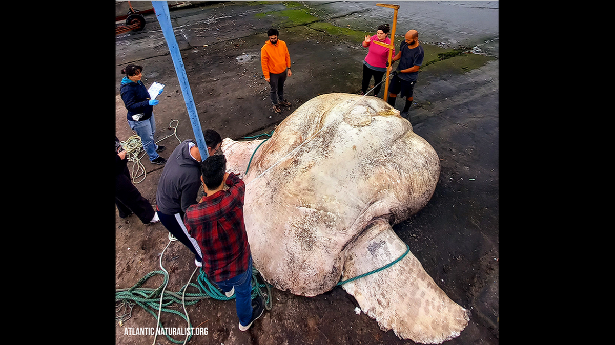 A giant sunfish found off the Azores islands, Portugal, set a world record as the largest bony fish, weighing 6,000 pounds, researchers say.