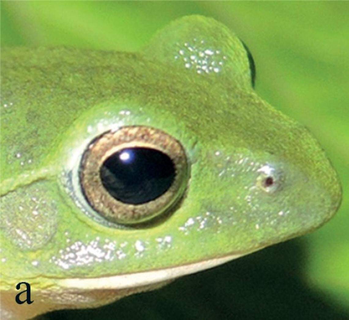 The new species has “yellowish brown” irises, researchers said.